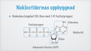 Nukleotider [upl. by Schroder]