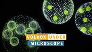 Volvox Properties Under Microscope Neurotech [upl. by Ihtraa]