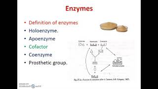 Enzymes apoenzyme cofactor holoenzyme prosthetic group [upl. by Hays999]