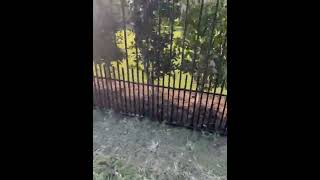 Dog Proof Wrought Iron Fence Installation With Puppy Panels [upl. by Junius]