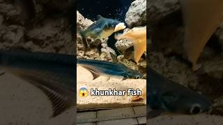 😱 Shayad aapane aisi khunkhar fish shark nahin dekhi hongi Shark fish [upl. by Kerekes]