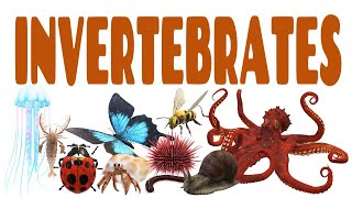 Science Lecture Invertebrates  ANY 10 [upl. by Adaiha]