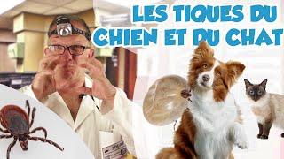 Dr Wouf  LES TIQUES DU CHIEN ET DU CHAT [upl. by Larrabee510]