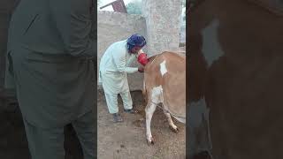 Artificial insemination to cow Dr imran veterinary v log [upl. by Benedetta968]