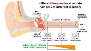 Processing Auditory Somatosensory Olfactory and Gustatory Information [upl. by Sheridan568]