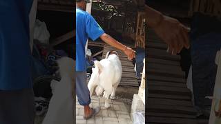 Kambing Boer Fullblod terlepas [upl. by Strickman]