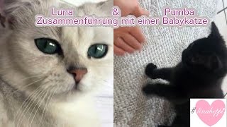 Luna amp Pumba Teil 1 Zusammenführung Babykatze Kitten  Erfahrungen  Tipps  linaheppi [upl. by Atnahc]