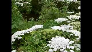 Foraging safetyIdentify giant hogweed Heracleum mantegazzianum in flower [upl. by Anrat758]