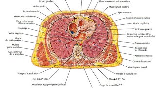 anatomie de loesophage [upl. by Ainesey377]