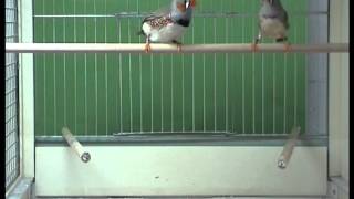 Zebra Finch Pair Courtship  Mounting [upl. by Costanza]