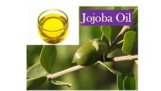 Benefits of Jojoba Oil  Vitamin E amp B  Acne AntiAging Psoriasis Eczema Collagen [upl. by Nodyl713]