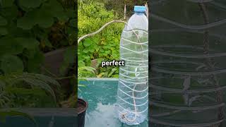 Thirsty Plants Try These Genius Watering Tips plantcare gardeningtips greenthumb indoorplants [upl. by Odericus]