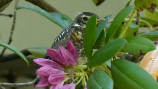 Fledgling robins depart their nest [upl. by Scopp]