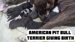 Our Dog Giving Birth  American Pit Bully Puppies [upl. by Malvie]