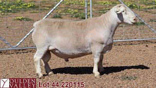 Lot 44 220115 National Show amp Sale 2024 [upl. by Nagam]