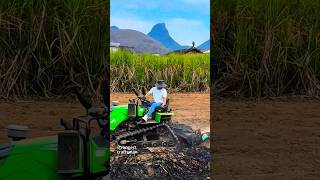 A small tiller is turning the soil in the sugarcane field after harvesting [upl. by Inaj]