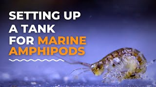 Setting Up A Saltwater Amphipods Breeding Tank  Blue Reef Tank [upl. by Enneyehc343]