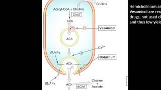 03 cholinergic transmission amp acetylcholine  Autonomic Pharmacology [upl. by Akkeber]