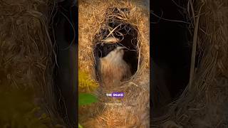 Penduline Bird Nest science sciencefacts facts shorts [upl. by Ahseki857]