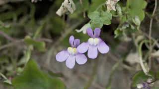 How to Grow Kenilworth Ivy Cymbalaria Muralis [upl. by Beaston]