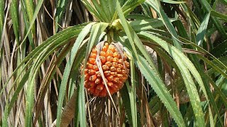 Pandanus Screw Pine Natures Hidden Gem [upl. by January740]