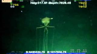 Deepwater Creature from 7800 ft of water [upl. by Haissi]