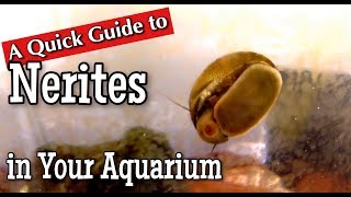 Nerites in the Aquarium A Quick Guide [upl. by Tterag]