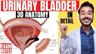 urinary bladder anatomy 3d  anatomy of urinary bladder relations  relations urinary bladder [upl. by Estes252]