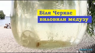 У Черкасах на пляжі в Дніпрі виловили краспедакуста [upl. by Anela487]