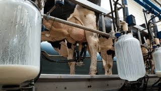 Le lait est dangereux pour la santé  Fitnextcom [upl. by Nimrak379]