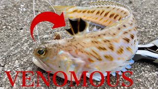 Weever Fish l Venomous Fish [upl. by Stelmach]