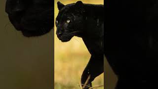 Black Panther Roar Sounds [upl. by Massimo]