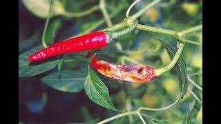 मिर्च का ऐंथ्रैक्नोज़ रोगChilli anthracnose [upl. by Rizzi]