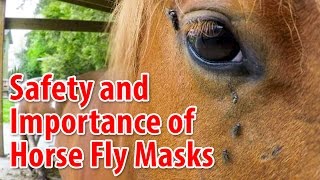 Taking Care Of Horses Safety and Importance of Fly Masks [upl. by Leif]