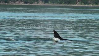 Killer Whales hunting [upl. by Bonine588]