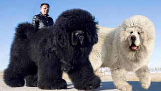 These Are 10 Fluffiest Dog Breeds Ever [upl. by Paquito]