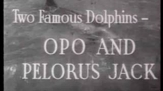 OPO AND PELORUS JACK NEW ZEALAND 1912 amp1956 [upl. by Vala]