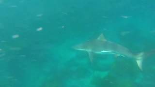 Spearfishing Big Bronze Whaler Shark Encounter [upl. by Nerval509]