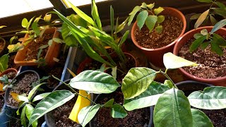 Rose Apple amp moving my seedlings inside for the winter [upl. by Sixel]