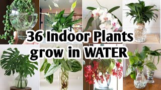 36 Indoor Plants You can grow in Water Best Indoor plants no need soil to grow Plant and Planting [upl. by Annaegroeg]