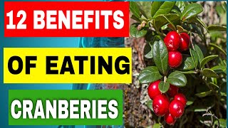 Cranberry🍒 12 Health benefits of cranberry everyday [upl. by Elicul70]