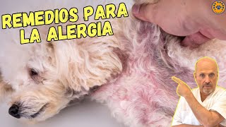 ✅ REMEDIOS CASEROS PARA LA ALERGIA EN PERROS ✅ [upl. by Amahs]