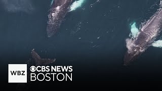 NOAA reports 161 whale sightings including orcas off Massachusetts [upl. by Crespo435]