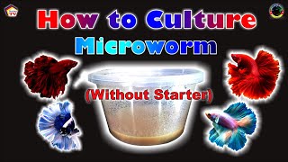 HOW TO CULTURE MICROWORM Without a Starter [upl. by Duleba]