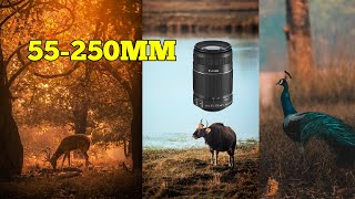 Wildlife photography with 55250mm  Canon 55250mm lens  CANON 1200D [upl. by Afatsuom]