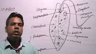 EUGLENA VIRIDISClassificationHabitat amp Structure [upl. by Ahsennek587]