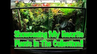 Showcasing MY Favorite Plants In The BIOACTIVE Vivariums [upl. by Nomit]