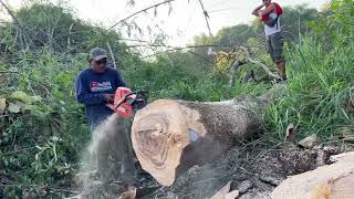 Tough  Husqvarna 395xp chainsaw Cut down 2 tamarind trees [upl. by Rosen]