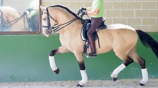 Lusitano Horse GRAN PRIX LEVEL for sale [upl. by Sowell473]