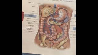 Veins of Abdominopelvic Cavity [upl. by Salis520]